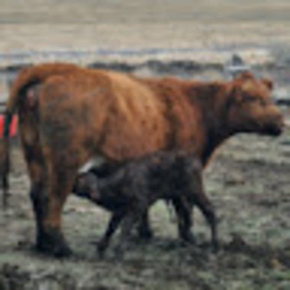 Meet your Posher, Libby - Picture 1 of 1